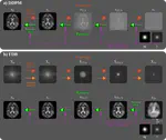 Learning Fourier-Constrained Diffusion Bridges for MRI Reconstruction
